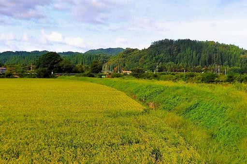 2025年8月の里山25 2025年8月の里山25 田んぼ,稲,米の写真素材