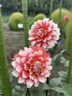 ダリア 紅白 ダリア 紅白の写真