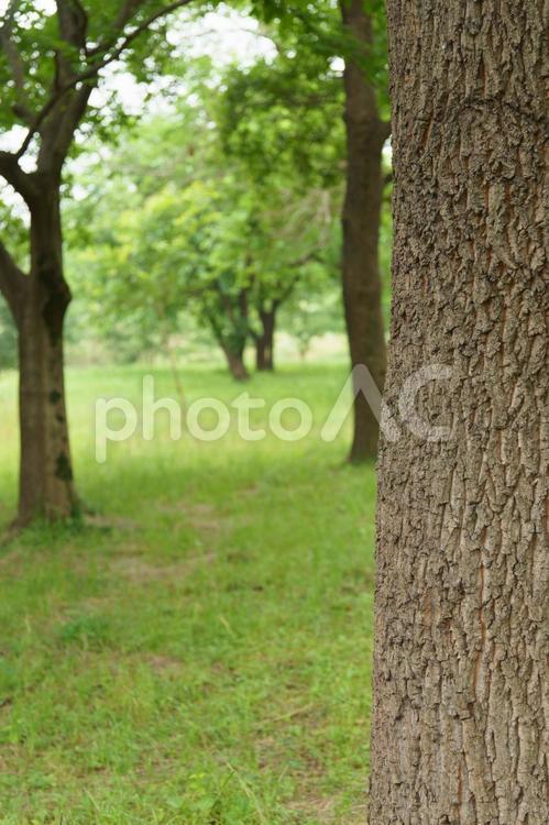公園の樹木 癒し,風景,春の写真素材