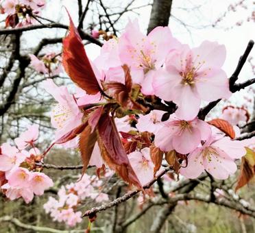 桜 桜の写真