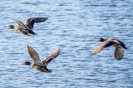 マガモの飛翔⒀ 鳥,マガモ,カモの写真素材