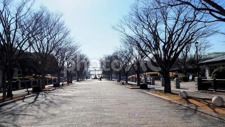 冬の葛西臨海公園・冬枯れの並木道・東京都 冬,葛西臨海公園,冬枯れの写真素材