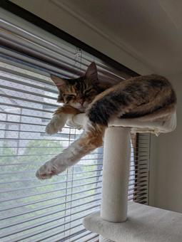 とろけるお昼寝ポーズ ねこ,キャットタワー,昼寝の写真素材