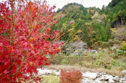 川沿いの紅葉 川沿いの紅葉の写真