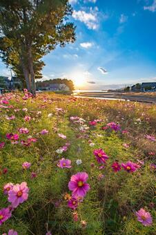 コスモス畑から眺める夕暮れ 風景,景色,夕日の写真素材