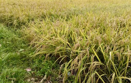 稲穂 秋 田んぼ 稲穂 秋 田んぼ 情緒,田舎,田んぼの写真素材