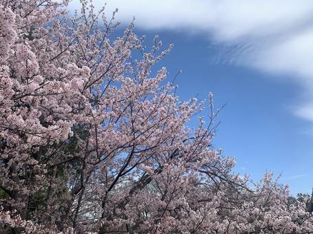 桜_07 桜_07の写真