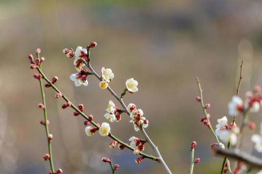 早春の光に咲く白梅のつぼみ 早春の光に咲く白梅のつぼみ 白梅,梅,花の写真素材