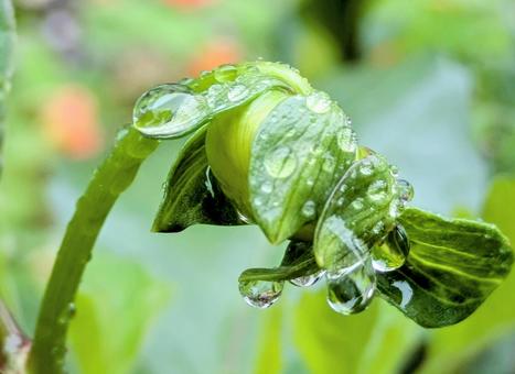 ダリアの蕾に雨雫 ダリアの蕾に雨雫 雨雫,雨,雨粒の写真素材