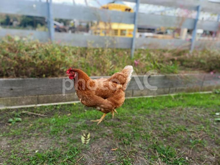 にわとり散歩 にわとり,家畜,動物の写真素材