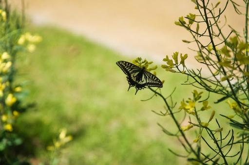 Butterfly on a rape blossom, JPG Butterfly on a rape blossom, JPG
