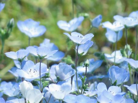 Nemophila season, JPG Nemophila season, JPG