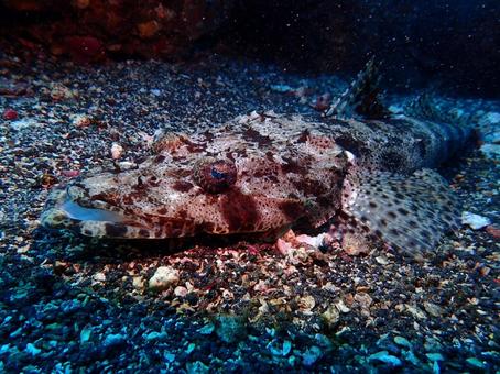 伊豆大島の魚 伊豆大島の魚 魚,伊豆大島,大島の写真素材