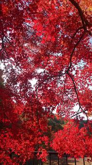Autumn leaves, JPG