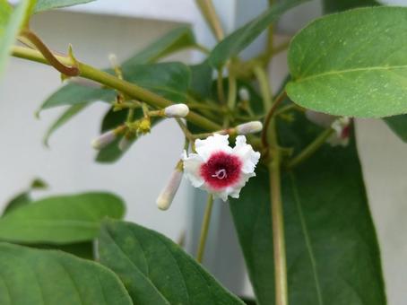 可哀想な名前のヘクソカズラの写真