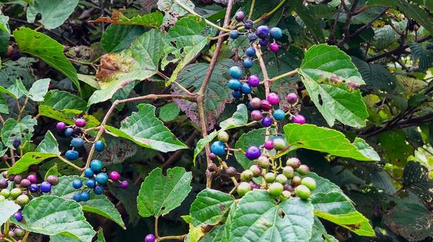 ノブドウの実と葉 ノブドウの実と葉 ノブドウ,実,青の写真素材