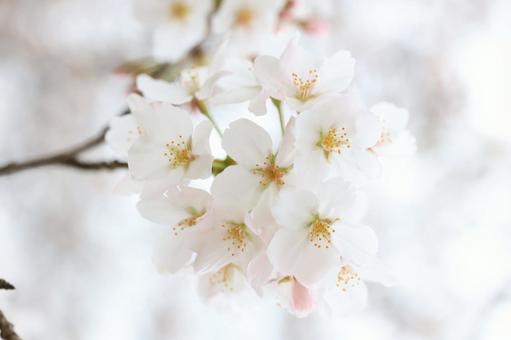 桜 桜,さくら,サクラの写真素材