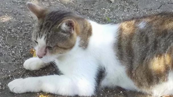 猫-2 猫-2の写真