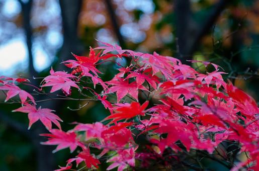 晩秋の皇居・北の丸公園の紅(黄)葉 5 晩秋,秋,錦秋の写真素材