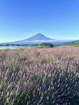 光を浴びるラベンダーと富士山 富士山,ラベンダー,ハーブの写真素材