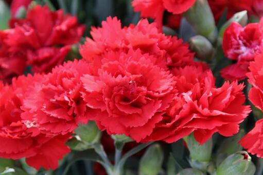 カーネーションの咲く風景 カーネーション,花,さわやかの写真素材