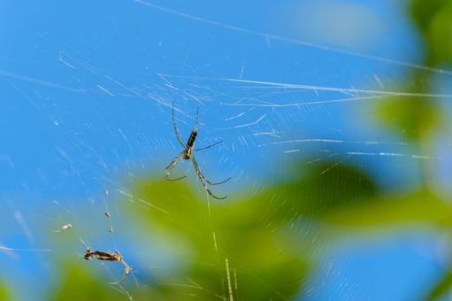 青空とクモの巣に佇む蜘蛛 青空とクモの巣に佇む蜘蛛の写真