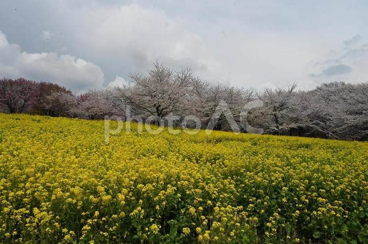 赤城南面千本桜公園で撮った菜の花と桜 自然,風景,ガーデニングの写真素材