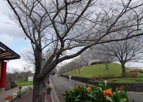 成田市さくらの山公園の風景-2 成田市さくらの山公園の風景-2 成田市さくらの山公園,千葉県成田市,桜の木の写真素材
