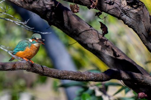 枝にとまるカワセミ・コピースペース カワセミ,野鳥,鳥の写真素材