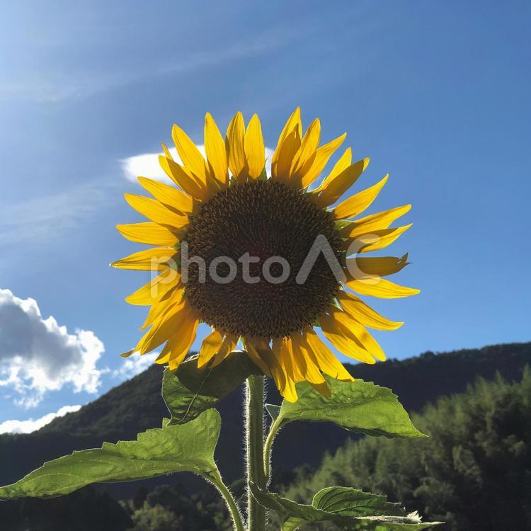 佐用町のひまわり 向日葵,夏,花の写真素材
