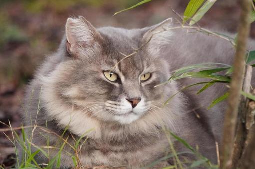 猫お顔アップ 猫,野良猫,地域猫の写真素材