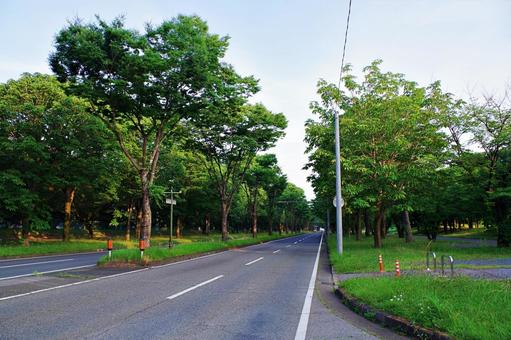 清原中央通りの風景 清原中央通りの風景 清原中央通り,並木,ケヤキの写真素材
