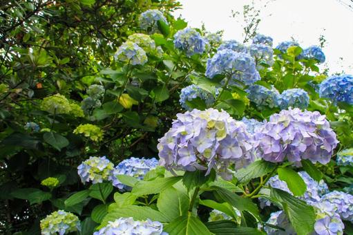 あじさいの写真