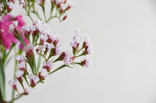 スターチスの写真