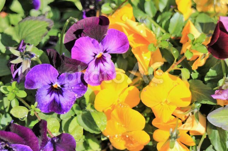 雨上がりの水滴が残るビオラの花壇 ビオラ,黄色,青紫色の写真素材