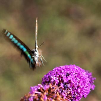 Butterfly in the air, JPG Butterfly in the air, JPG