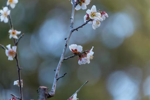 淡い光に包まれた白梅の花 淡い光に包まれた白梅の花の写真