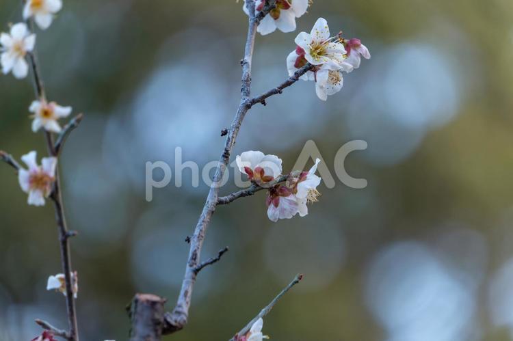 淡い光に包まれた白梅の花 白梅,梅,花の写真素材