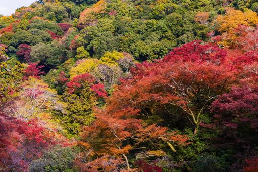 紅葉風景 紅葉風景,紅葉,箕面の写真素材