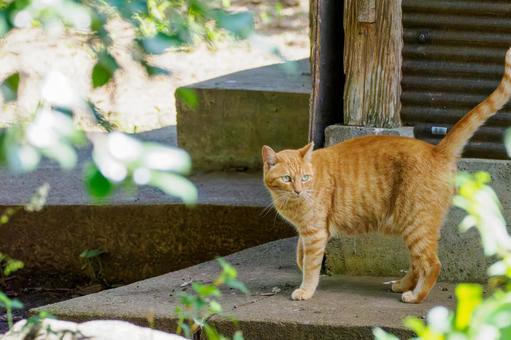 猫(191) 猫(191)の写真