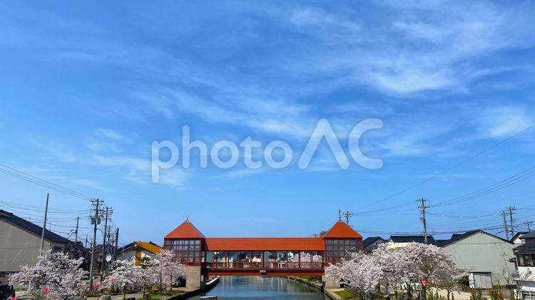 内川の桜と東橋（新湊） 桜,川,内川の写真素材