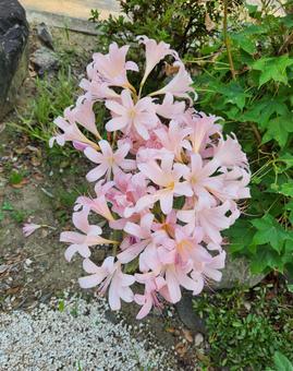 夏水仙 夏水仙 ピンク,花,花びらの写真素材