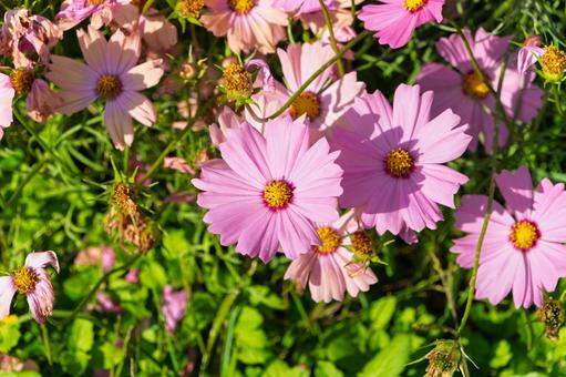 秋の日差しに輝くピンクのコスモス コスモス,花,ピンクの写真素材