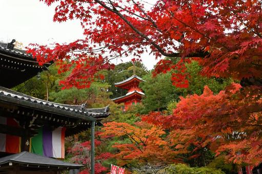 紅葉と多宝塔② 紅葉と多宝塔②の写真