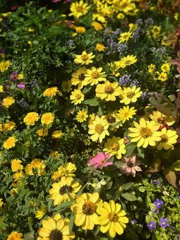 満開の花壇 満開の花壇 花,植物,造園の写真素材