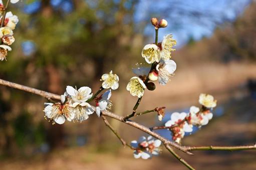 梅の花の写真
