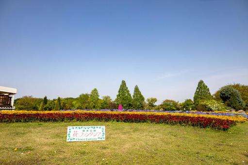 野田市清水公園の花ファンタジア入口の花畑 野田市清水公園の花ファンタジア入口の花畑の写真