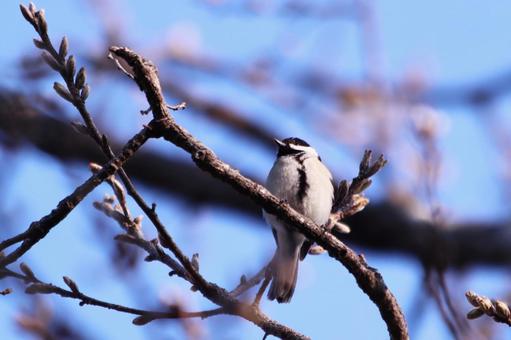 枝にとまり空を見上げるシジュウカラ 鳥,シジュウカラ,野鳥の写真素材