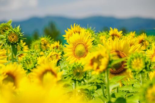 ヒマワリ⑾ ヒマワリ⑾ 夏,花,ヒマワリの写真素材
