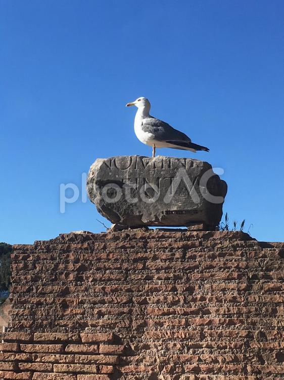 ローマ遺跡とウミネコ かもめ,鳥,イタリアの写真素材